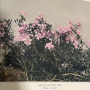 🖤 5/$25 Antique Botanical Plant Print 100 years old moss pink phlox flower